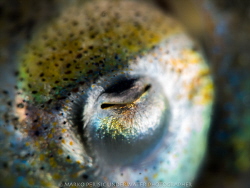 EYEBALLING by Marko Perisic 